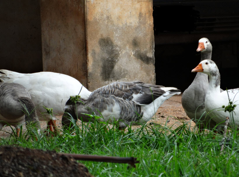 1-natureza-4-UFSCar-Lagoa-01-03-2019-Ass-Com-Reitoria.jpg 1-natureza-4-UFSCar-Lagoa-01-03-2019-Ass-Com-Reitoria.jpg