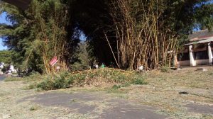 corte-bambu-300x168.jpeg