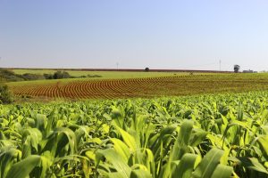Imagem de área de cultivo agrícola da fazenda