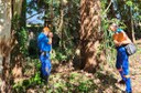Defesa Civil autoriza remoção de eucaliptos da Transfederônica devido ao risco de queda