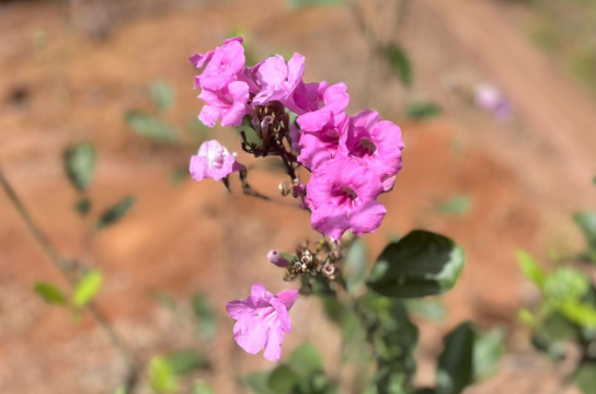 Fridericia platyphylla (Cham.) L.G.Lohmann, popularmente conhecida como Cipó-una, planta nativa que emergiu do solo após remoção dos bosques de vegetação exótica. Foto: SGAS