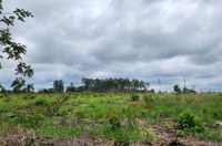 UFSCar planta 9 mil mudas nativas em área de reserva legal no Campus São Carlos