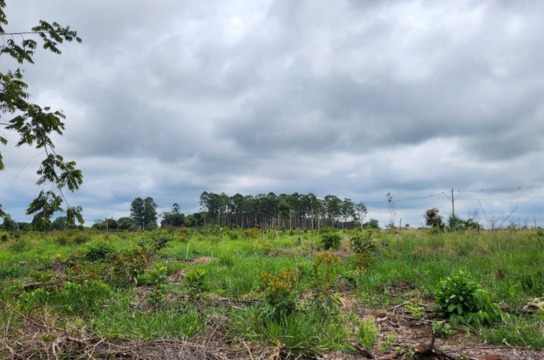 Mudas nativas do Cerrado foram plantadas em 5,5 hectares par a recomposição da área de reserva legal